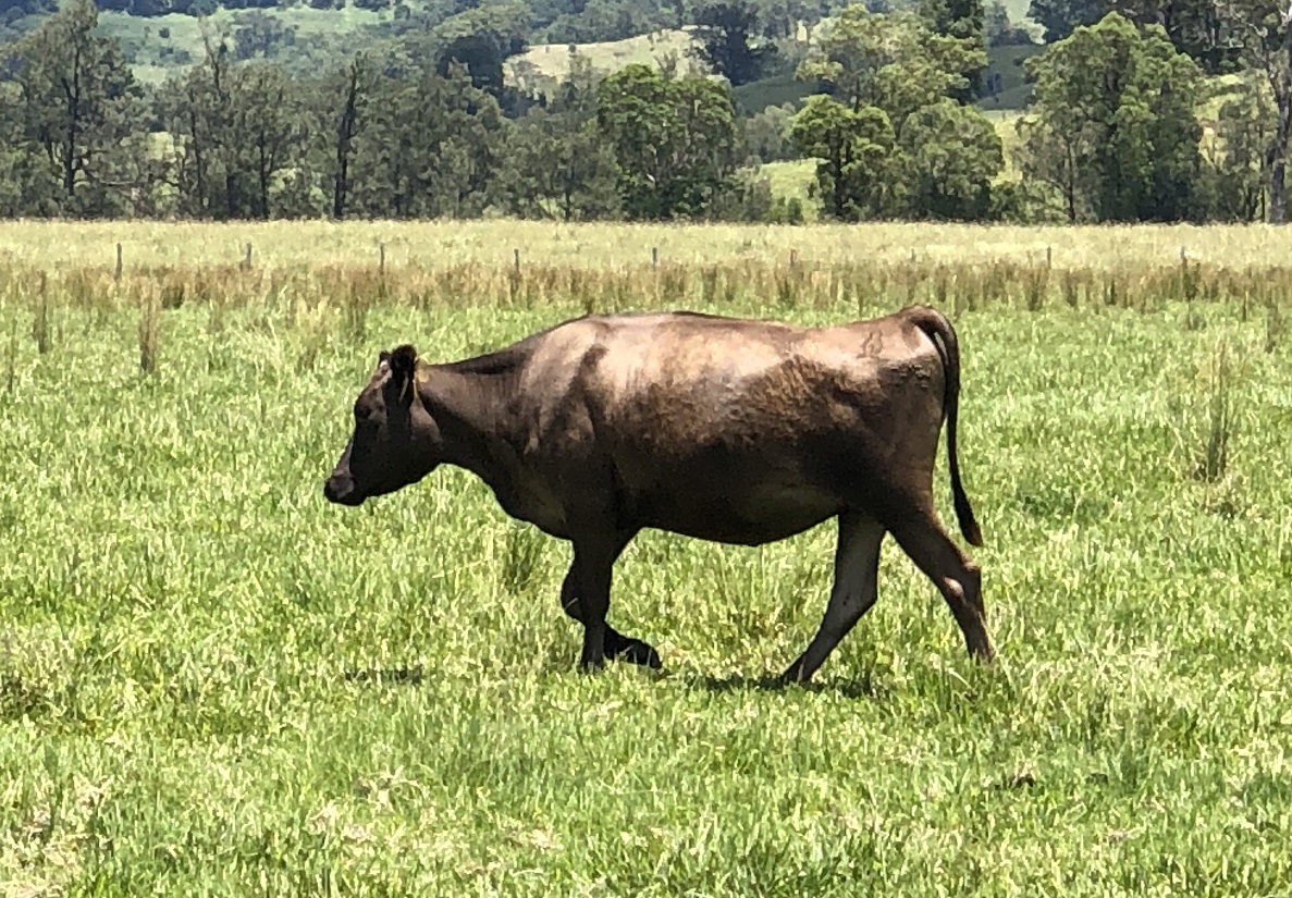 Wagyu Cattle Breed